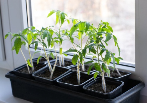 Podlej pomidory tą mieszanką z kuchni. Efekt zaskakuje już po kilku dniach