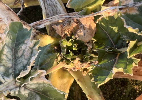 Sucho dla jarych. Rzepak - wysokie koszty przesiewu, a owies ozimy często do przeorania