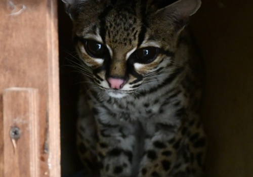 Tajemniczy kot w Polsce. Wkrótce będzie robił niezwykłe rzeczy