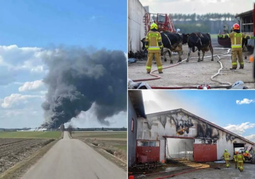 „W jednej chwili zawalił się nasz świat”. Z 220 krów zostało tylko 80