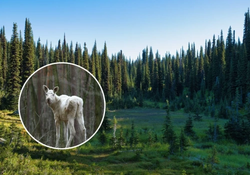 Niecodzienne spotkanie w polskiej puszczy. „Niczym bohater Disneya”