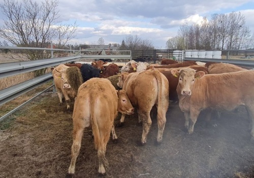 Umowa UE–Australia uderzy w rolników? Sprzeciw Copa-Cogeca po decyzji KE