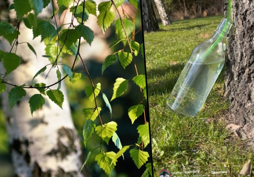 Zbierają ją od pokoleń. Oskoła to naturalny hit na wiosnę. Ale musisz się spieszyć