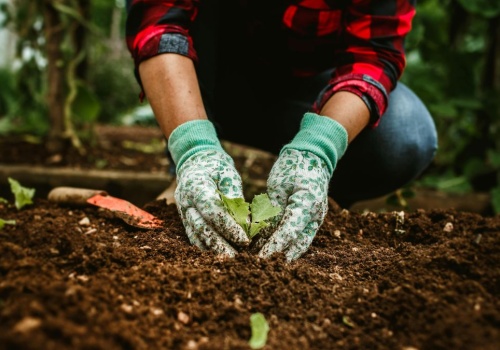 Zabronione rośliny w Niemczech. Pod żadnym pozorem nie wolno ich sadzić