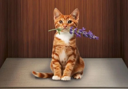 Winda do miłości - recenzja książki