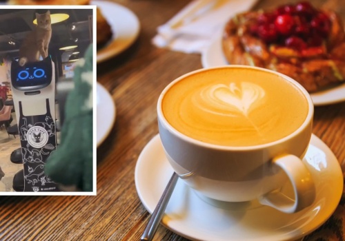 Nagranie z toruńskiej kawiarni stało się hitem za granicą. Wszystko przez kota