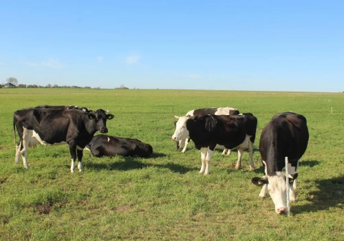W UE będzie mniej zwierząt gospodarskich? Pogłowie bydła, owiec, kóz i świń
