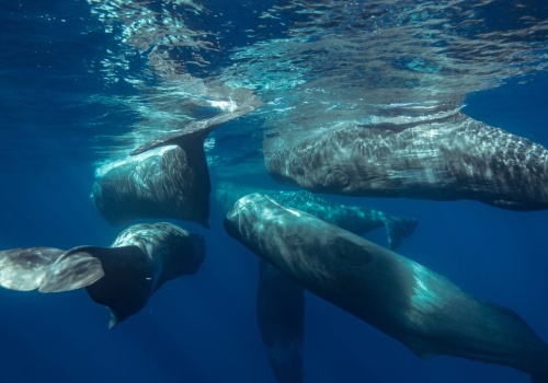 Zaskakujące zachowanie kaszalotów. A jednak wielorybnicy mieli rację