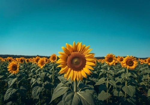 Słonecznik zamiast pelletu? Rolnicy już oszczędzają setki złotych!