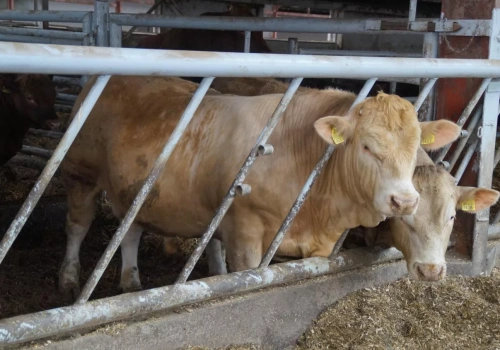 Ile dziś za byka i krowę? Ceny bydła przed Świętami