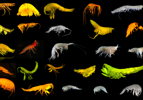 Dwadzieścia cztery nowe dla nauki gatunki głębinowe odkryte w Pacyfiku