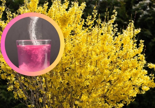 Wiosną rośnie wszędzie. Działa jak kolagen z apteki, a możesz zrobić go za darmo