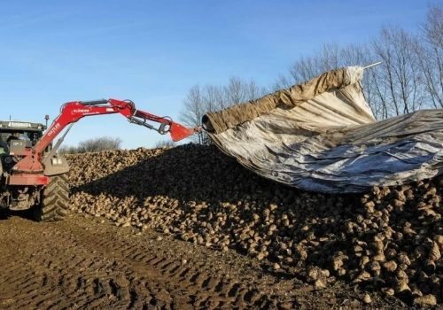 Jak przetrwać kryzys cenowy na rynku buraków cukrowych?