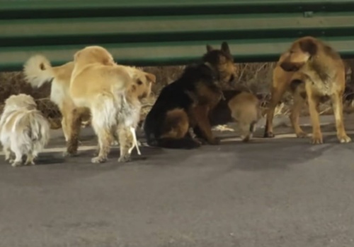 Te pieski stały się viralem. Uciekły z rąk oprawców i wróciły do domu, pokonując 17 kilometrów