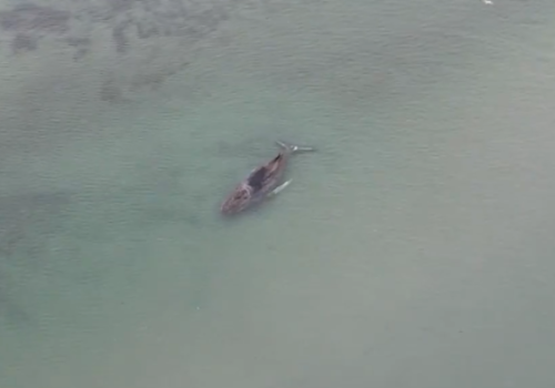 Niemcy – próby uratowania młodego humbaka, który osiadł na bałtyckiej mieliźnie