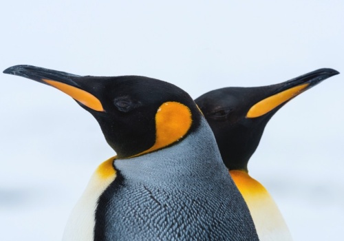 Niewiele zwierząt korzysta z katastrofy klimatycznej. Oto chwilowi wybrańcy