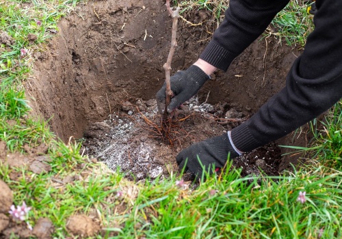 Nie potrzebują ciepła, zapylaczy ani wysiłku. Jedno drzewo daje idealne owoce na przetwory