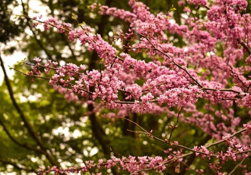 Posadź to drzewo teraz – w maju sąsiedzi nie oderwą wzroku. Obsypie się różowymi kwiatami