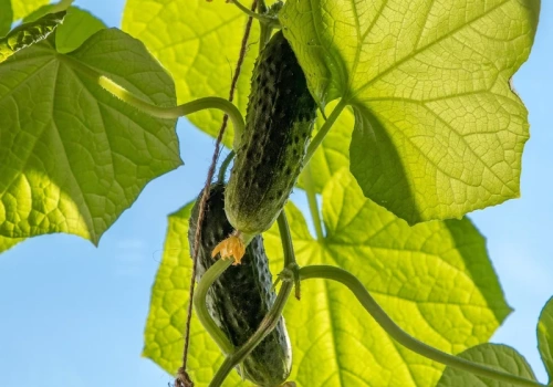 Zapomnij o nawozach. Kosze pełne plonów, a działkowcy w szoku