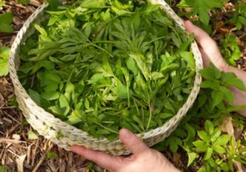 Prababcie dodawały do wiosennych zup, bo jest bardzo zdrowy. Dziś większość myśli, że to chwast i z nim walczy