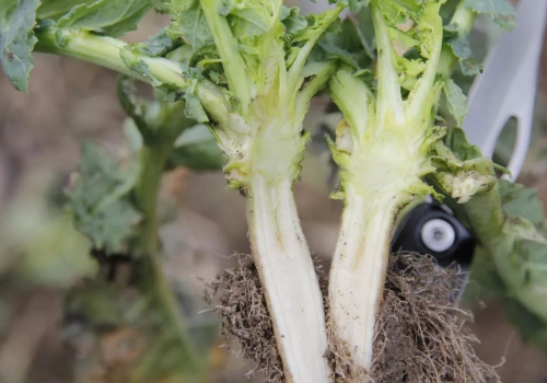 Rzepak słabo ruszył po zimie. Jak i kiedy można go wspomóc?