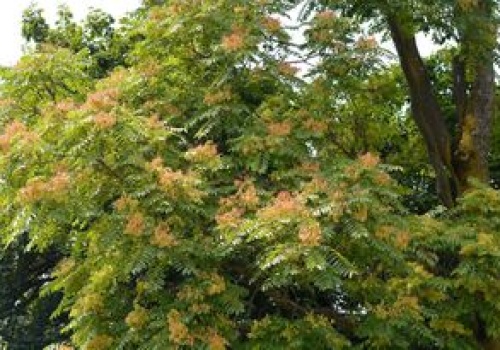 Drzewo zakazane w Polsce. Grozi nawet milion złotych kary