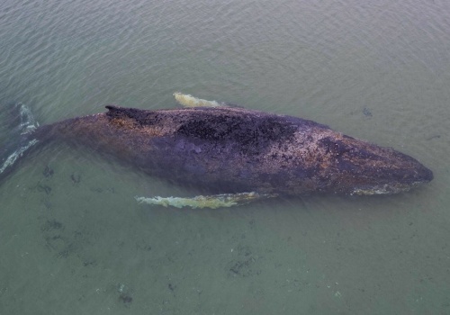 Wieloryb utknął w Bałtyku. Niemcy walczą o jego życie