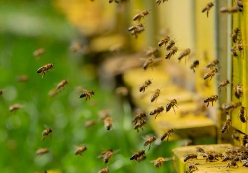 2,4 mln rodzin pszczelich w Polsce. Wieloletni trend przerywany