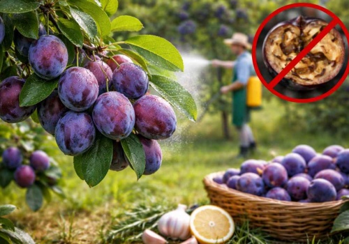 Koniec z robaczywymi śliwkami! Ten naturalny trik ocali Twoje plony