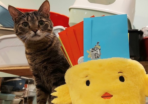 Wielkanocny Zajączek dla bezdomnego zwierzaka