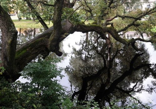 Wiąz z Szydłowca na podium konkursu Europejskie Drzewo Roku 2026