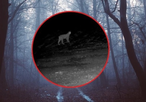 Nocne krzyki rysi w sądeckich lasach. Leśnicy pokazali wyjątkowe nagranie