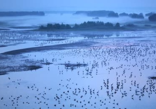 Gęsi Bastion zostaje! Myśliwi przegrywają po długiej batalii sądowej