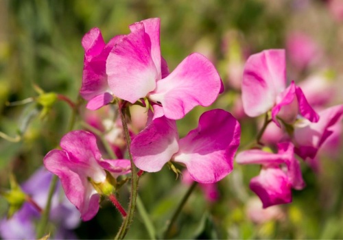 Nie możesz przegapić tego momentu w ogrodzie. Kwiecień to złoty czas na wysiew tej rośliny