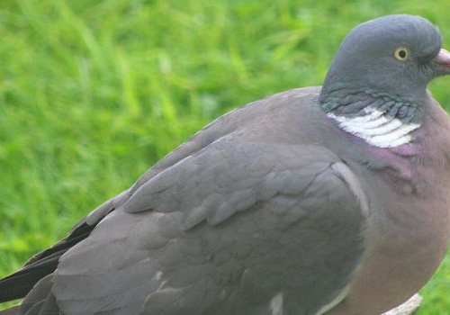 Gołąb duży i pocieszny, czyli słów kilka o grzywaczu