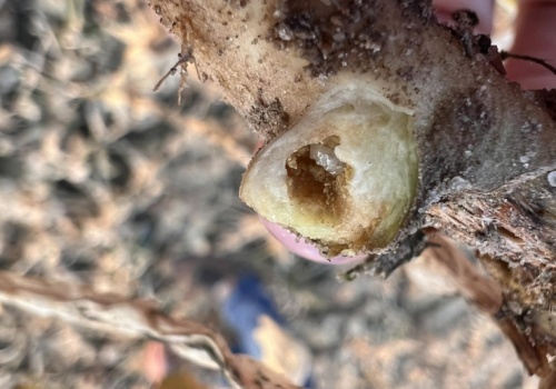 Narośla na korzeniach rzepaku? W środku może kryć się niemiła niespodzianka