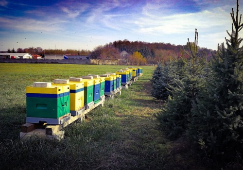 Rząd Tuska uderzył biurokracją w pasieki