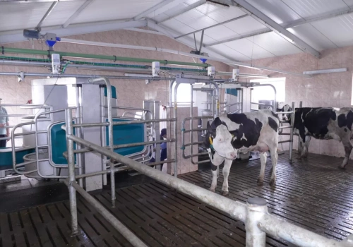 Robot udojowy to nie wszystko. Tu rolnicy robią największy błąd