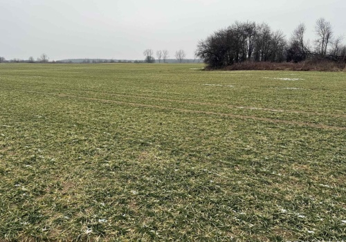 Zgłaszanie strat w uprawach po zimie 2026 ruszyło. Bez wniosku nie będzie pomocy