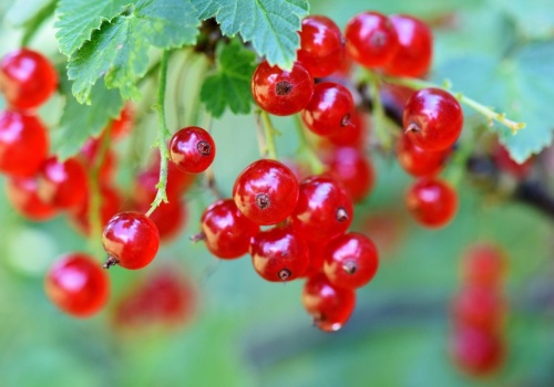 Spryskaj porzeczki tym preparatem, zanim będzie za późno. Ogrodnicy długo trzymali to w tajemnicy