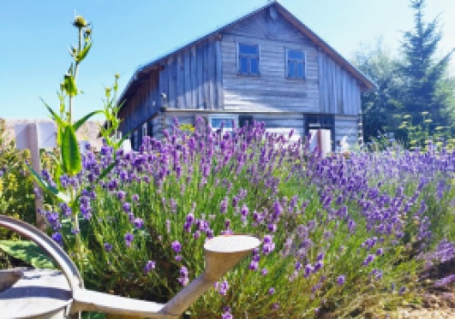 Skansen Osadnictwa Nadwiślańskiego na Mazowszu planuje sadzenie ziemniaków starych odmian