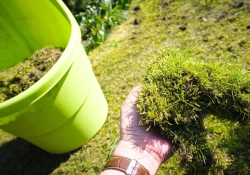 3 łyżki i mech znika z trawnika. Ten domowy oprysk działa w dobę