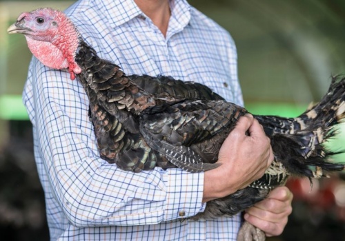10 tys. zł za opiekę nad indykami. Potrzebują ludzi do pracy na wsi od zaraz