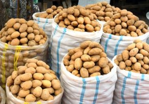 Zebrali ziemniaki, nie mogą ich sprzedać. 