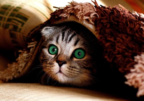 Czipy dla kotów obowiązkowe?