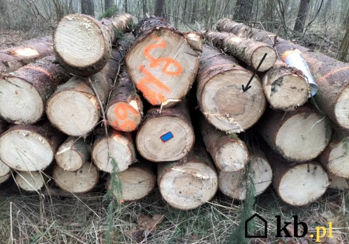 Kupujesz drewno z lasu? Zadaj sprzedawcy te 3 pytania, żeby nie kupić bubla