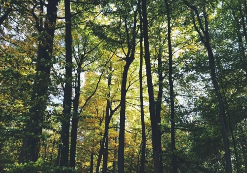 Wybrał się na spacer do lasu, wrócił z koszem pełnym grzybów. „One cały czas szaleją”