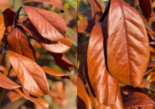 Brązowe liście laurowiśni po zimie? W 4 tygodnie znów będzie soczyście zielona
