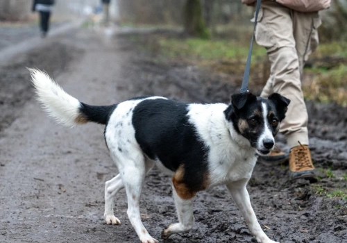 Podaruj psiakom spacer na Wielkanoc. Schronisko zaprasza w sobotę