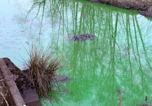 Zielona trucizna w rzece Olechówce. ZWiK ustalił, skąd wyciekło blisko 500 litrów chemikaliów